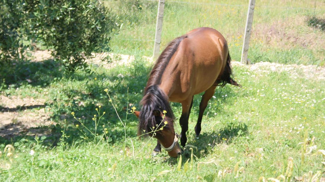 Agroturizem Bylis Hotell Hekal Exteriör bild